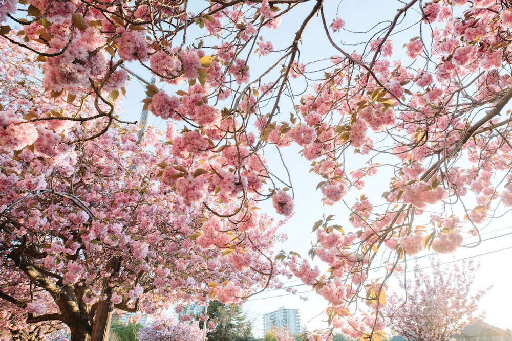 pink and white leaf tree