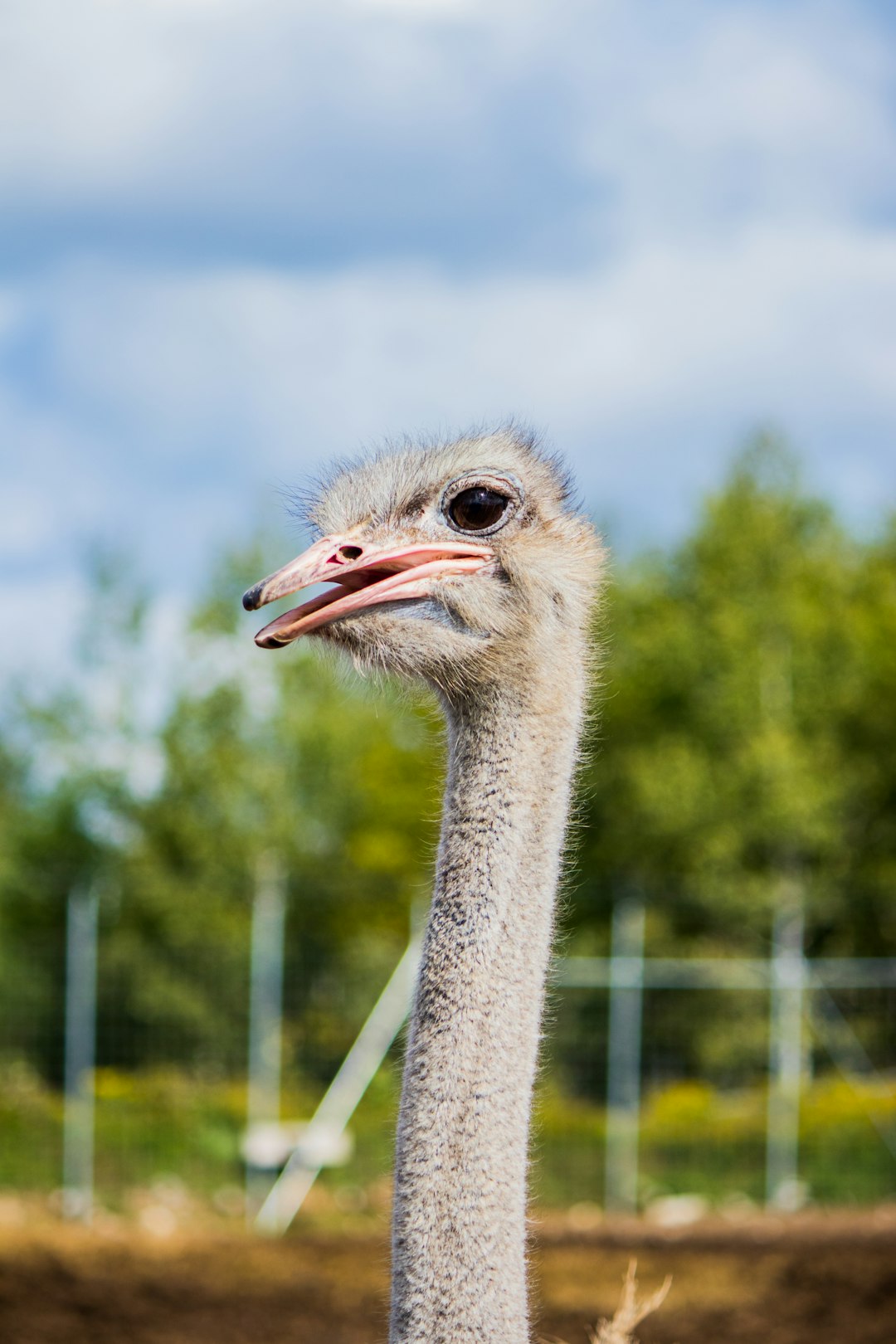  ostrich head in tilt shift lens ostrich