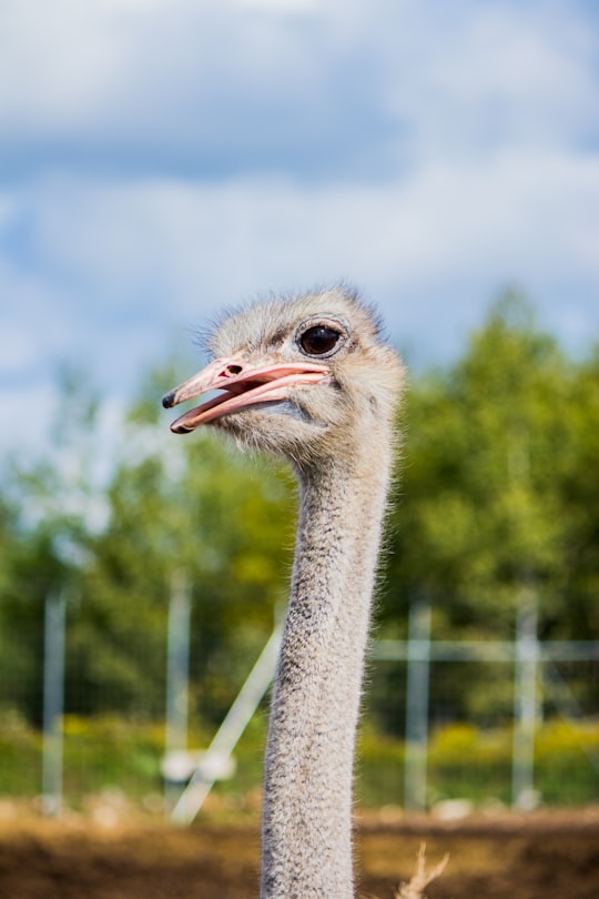 ostrich head in tilt shift lens in Falardeau Canada