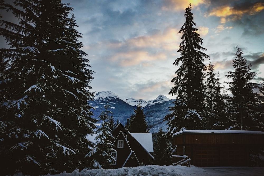 brown wooden house near green pine tree under white clouds