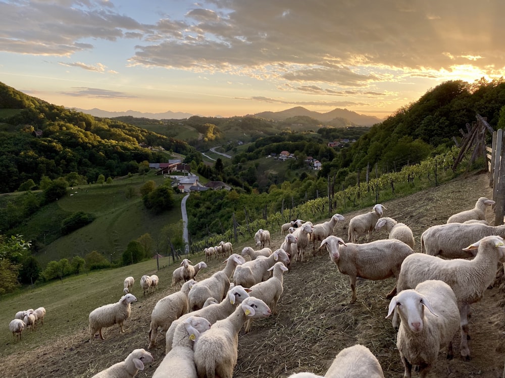 herd of sheep on green grass field during daytime