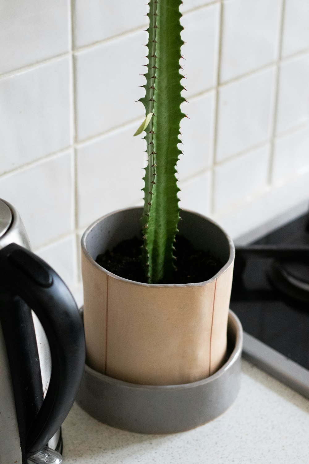 green cactus plant in brown pot