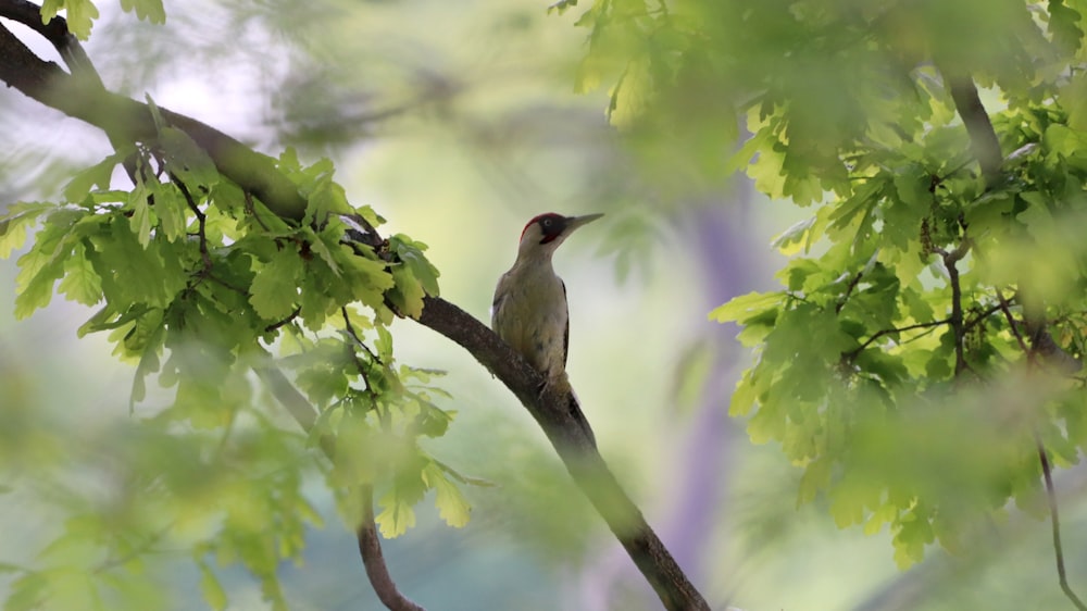 pájaro verde y blanco en la rama de un árbol durante el día