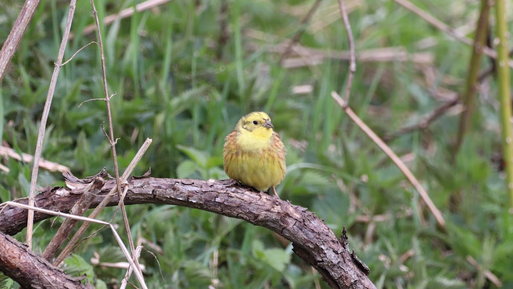 uccello giallo sul ramo marrone dell'albero durante il giorno