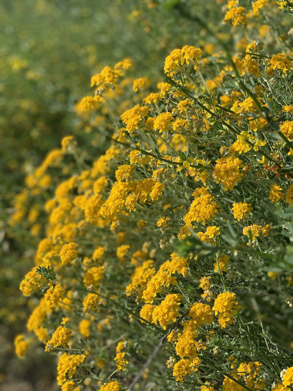 árbol de hoja amarilla durante el día