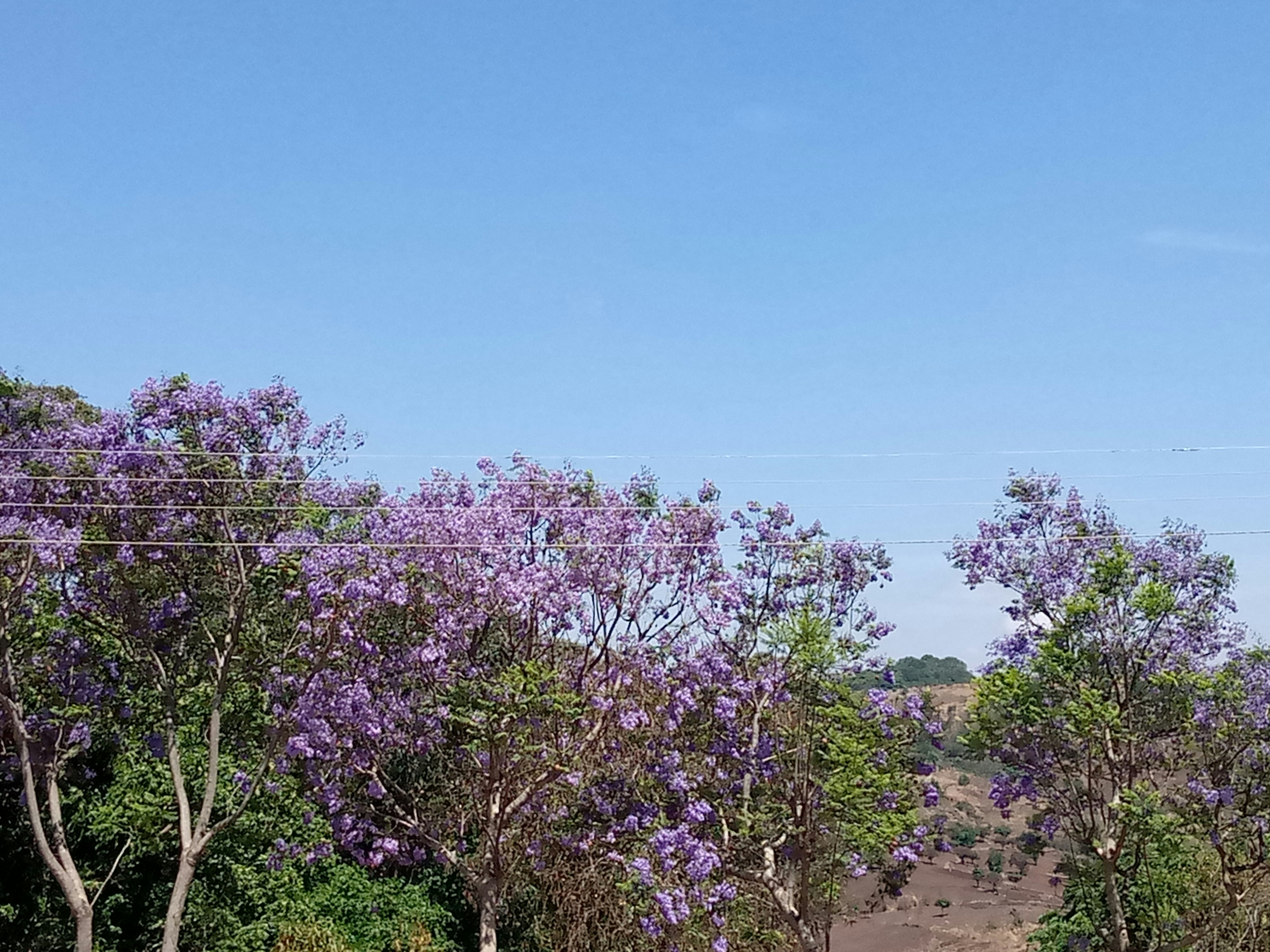purple flowers on brown sand during daytime malawi teams background