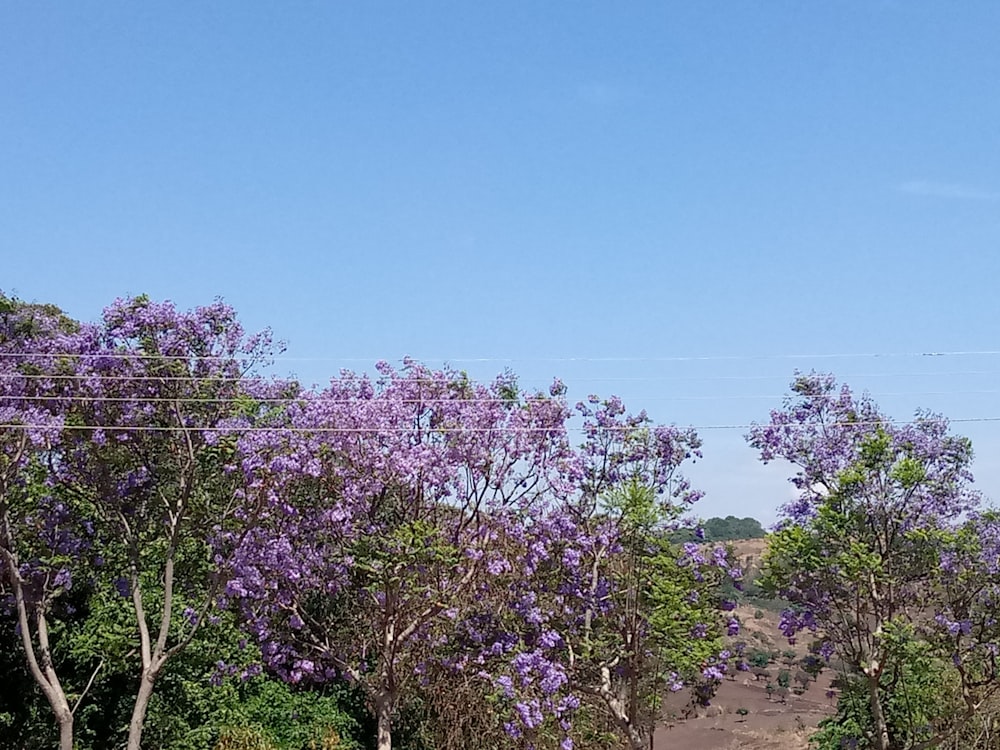 purple flowers on brown sand during daytime