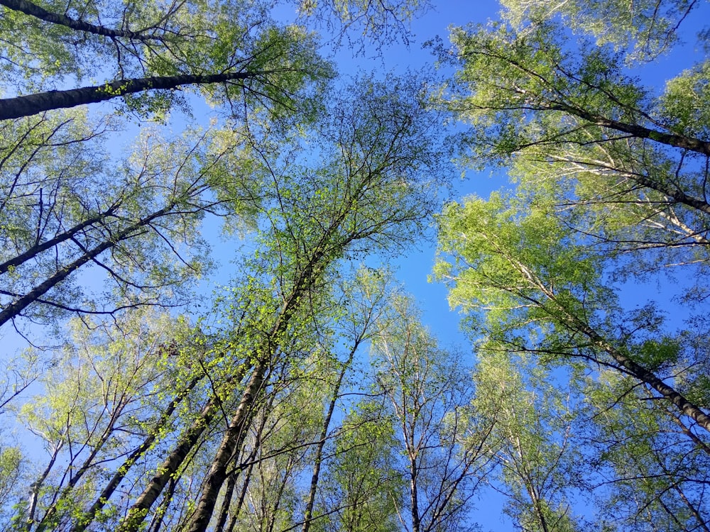 green trees under blue sky during daytime