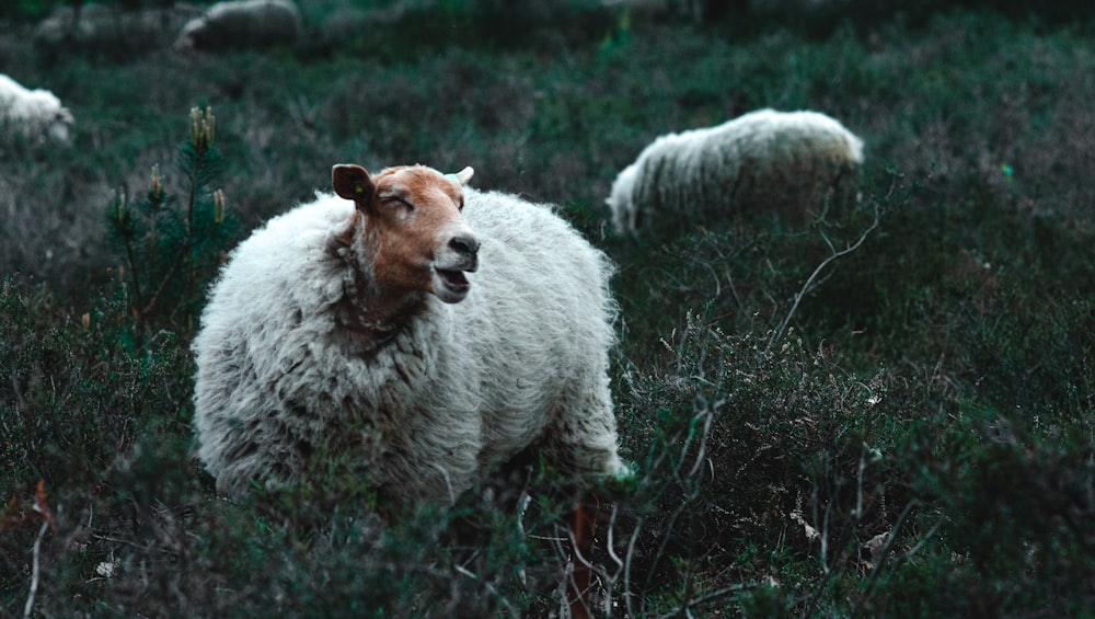 weiße Schafe auf grünem Gras tagsüber