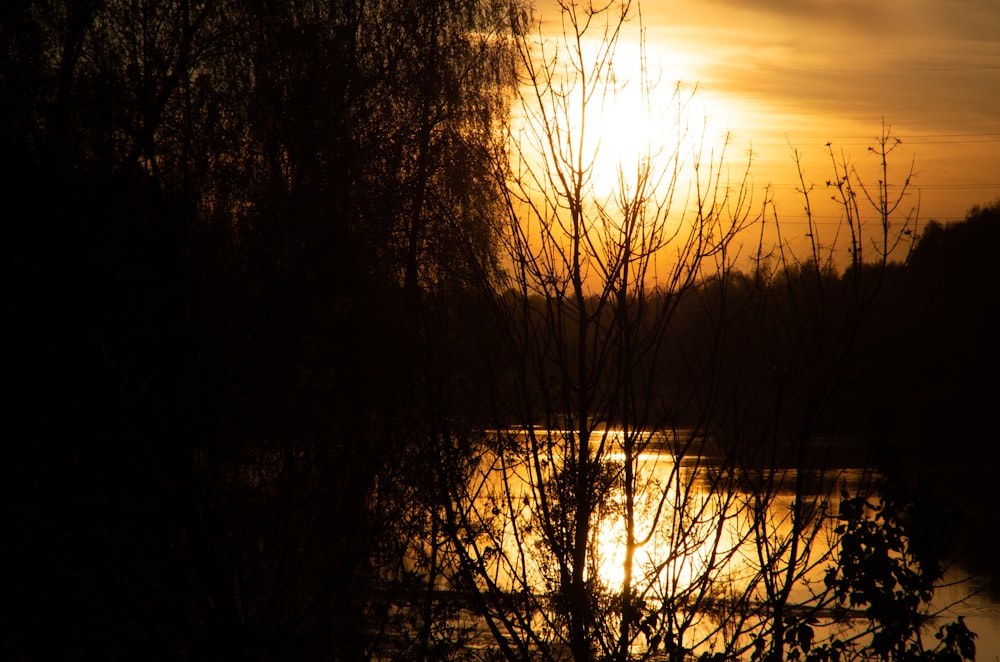 silhouette of trees during sunset