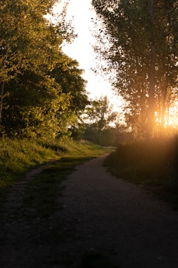 green grass field and trees during sunrise