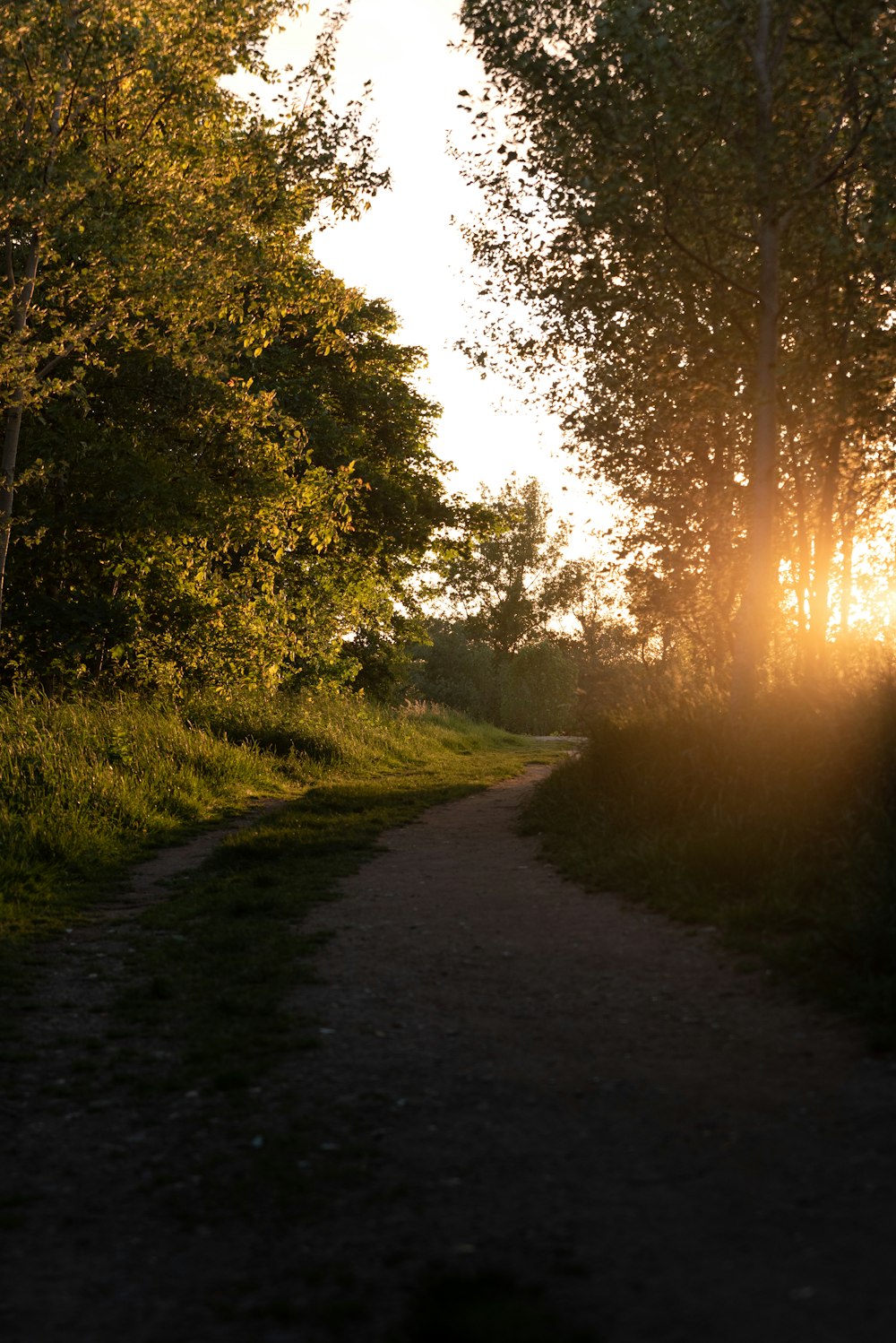 green grass field and trees during sunrise