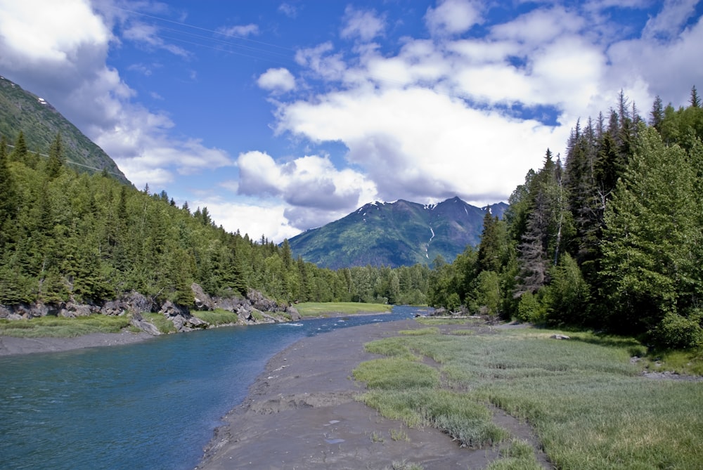 green trees near lake under blue sky during daytime