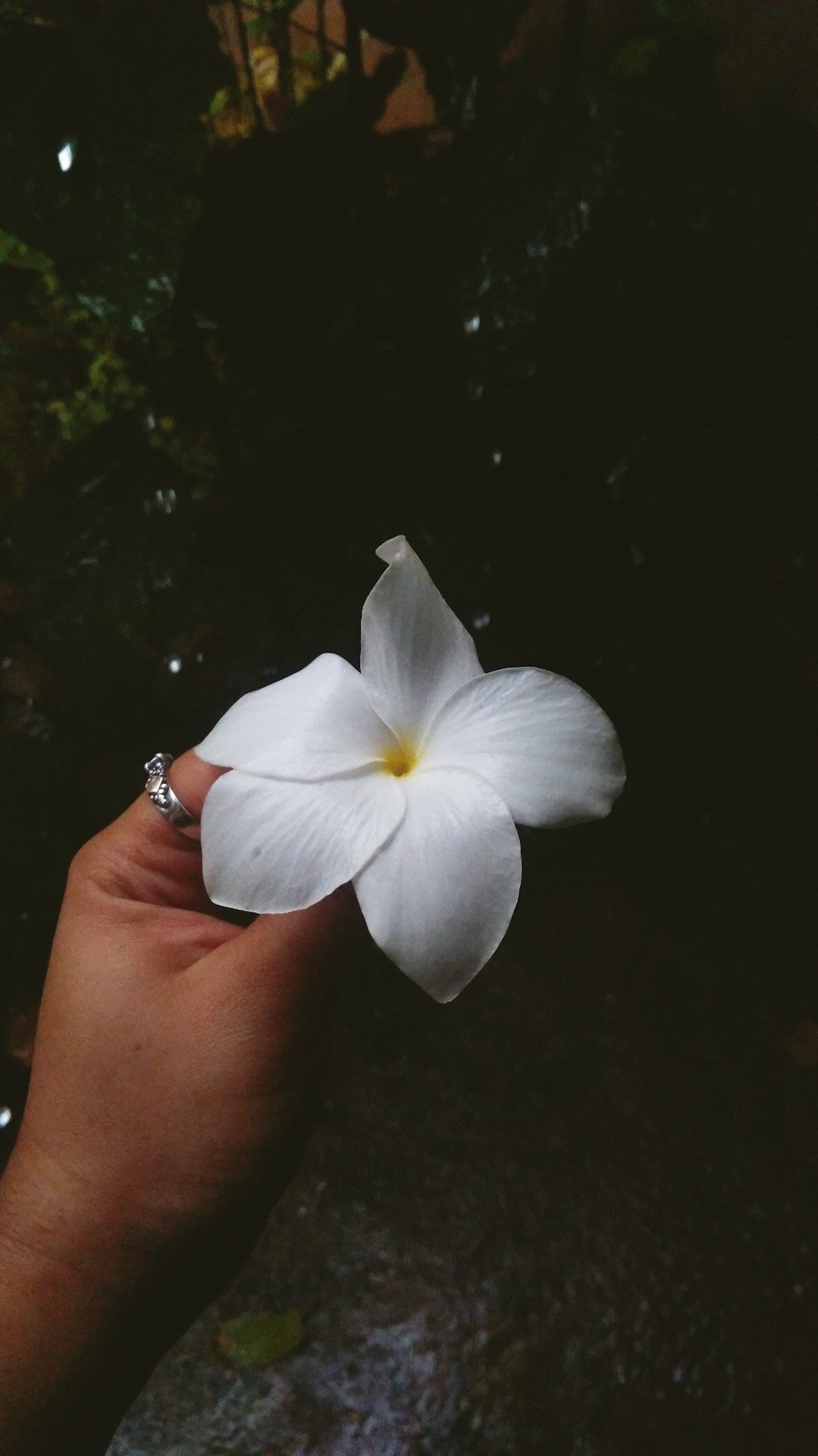 person holding white flower with black background