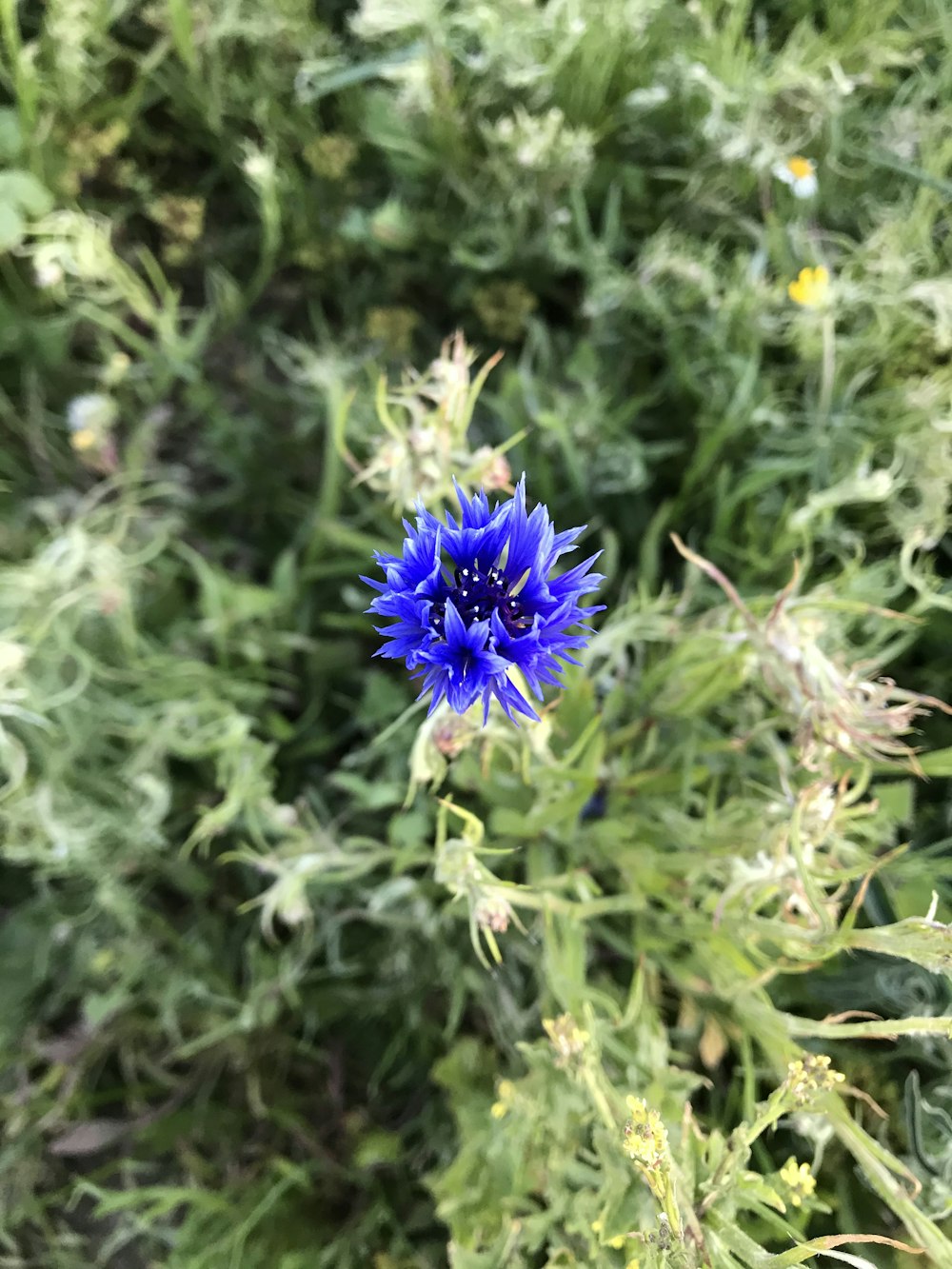 purple flower in tilt shift lens