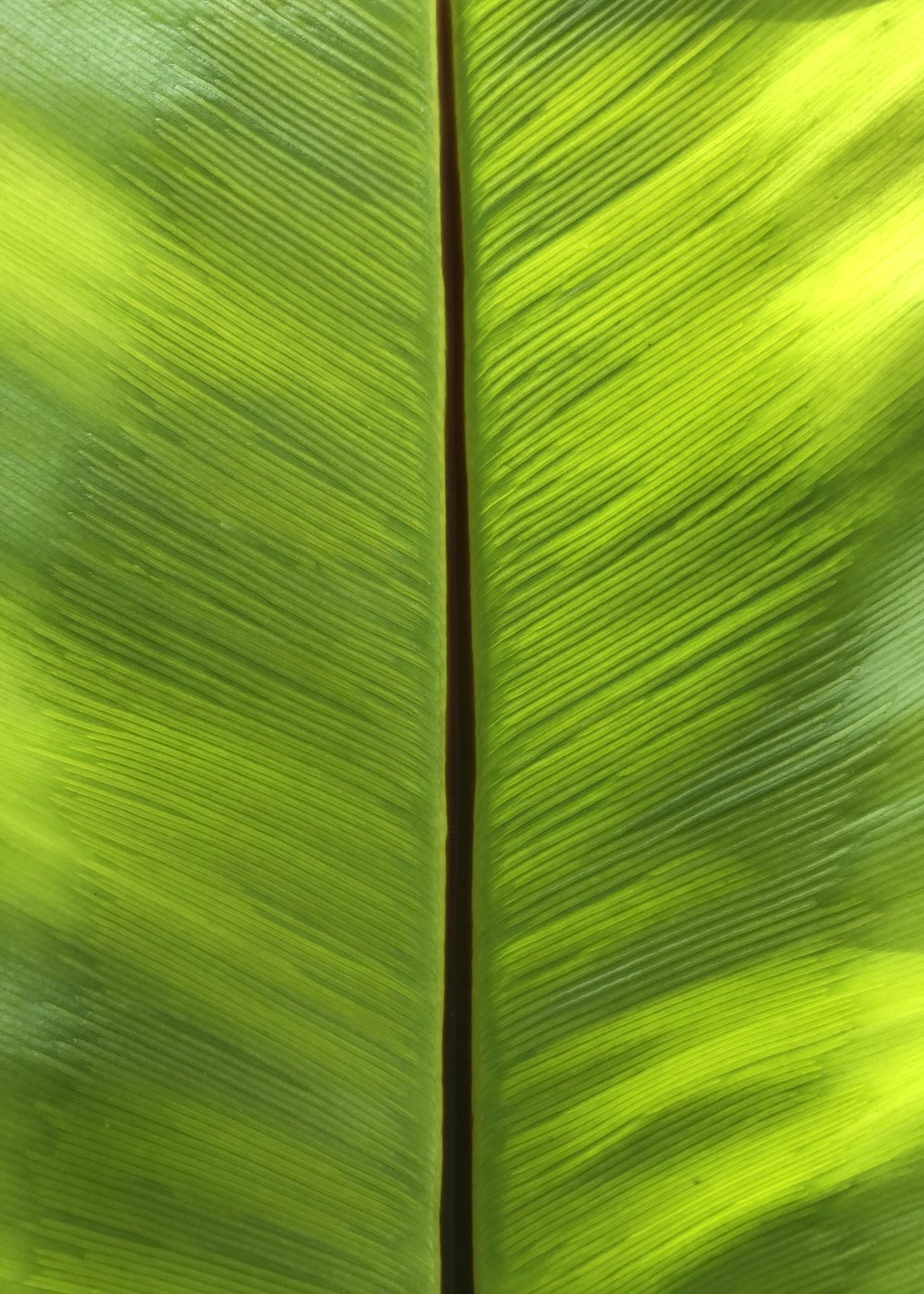 green and brown wooden stick