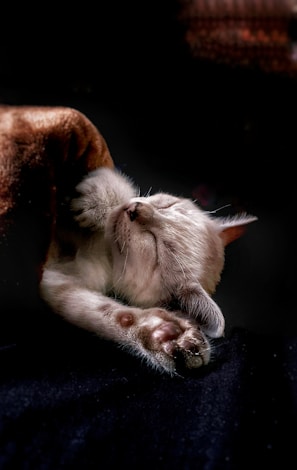 Softly lit pastel artwork of a sleeping cat curled up, emphasizing delicate shading and quiet intimacy.