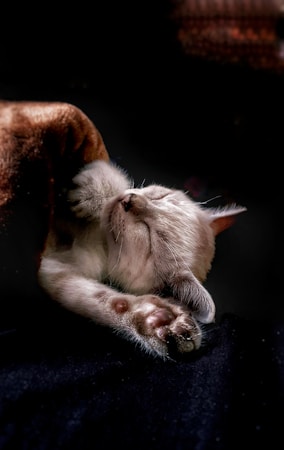 A cat is peacefully sleeping, with its body curled and paws tucked near its face. The lighting creates a soft, warm ambiance, highlighting the cat's light fur against a dark background.