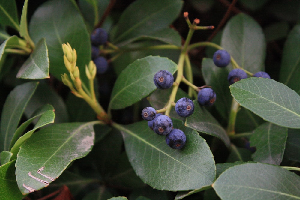 blue berries on green leaves