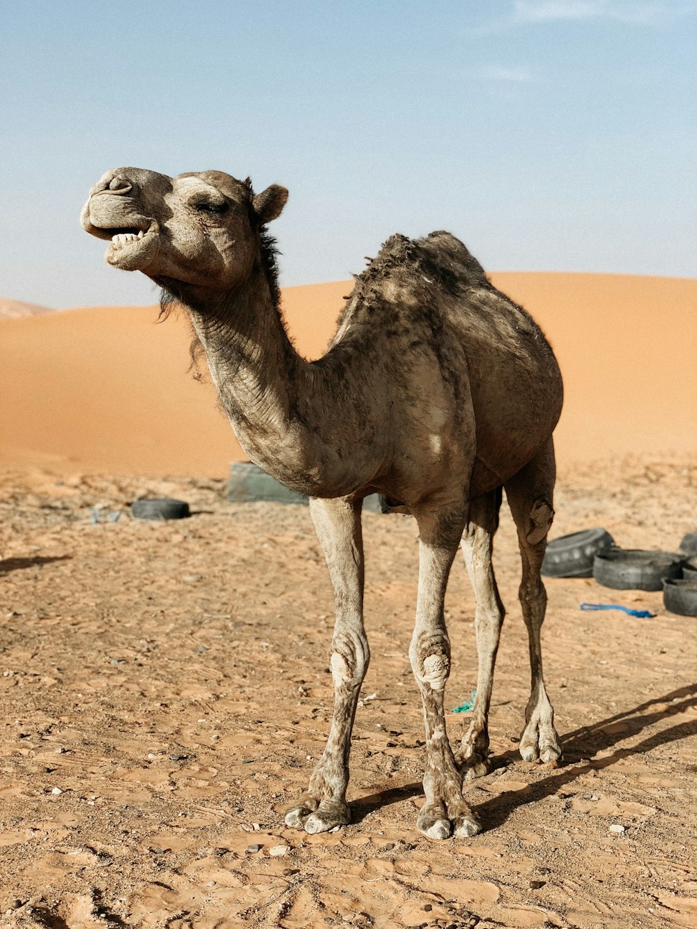 chameau brun sur sable brun pendant la journée