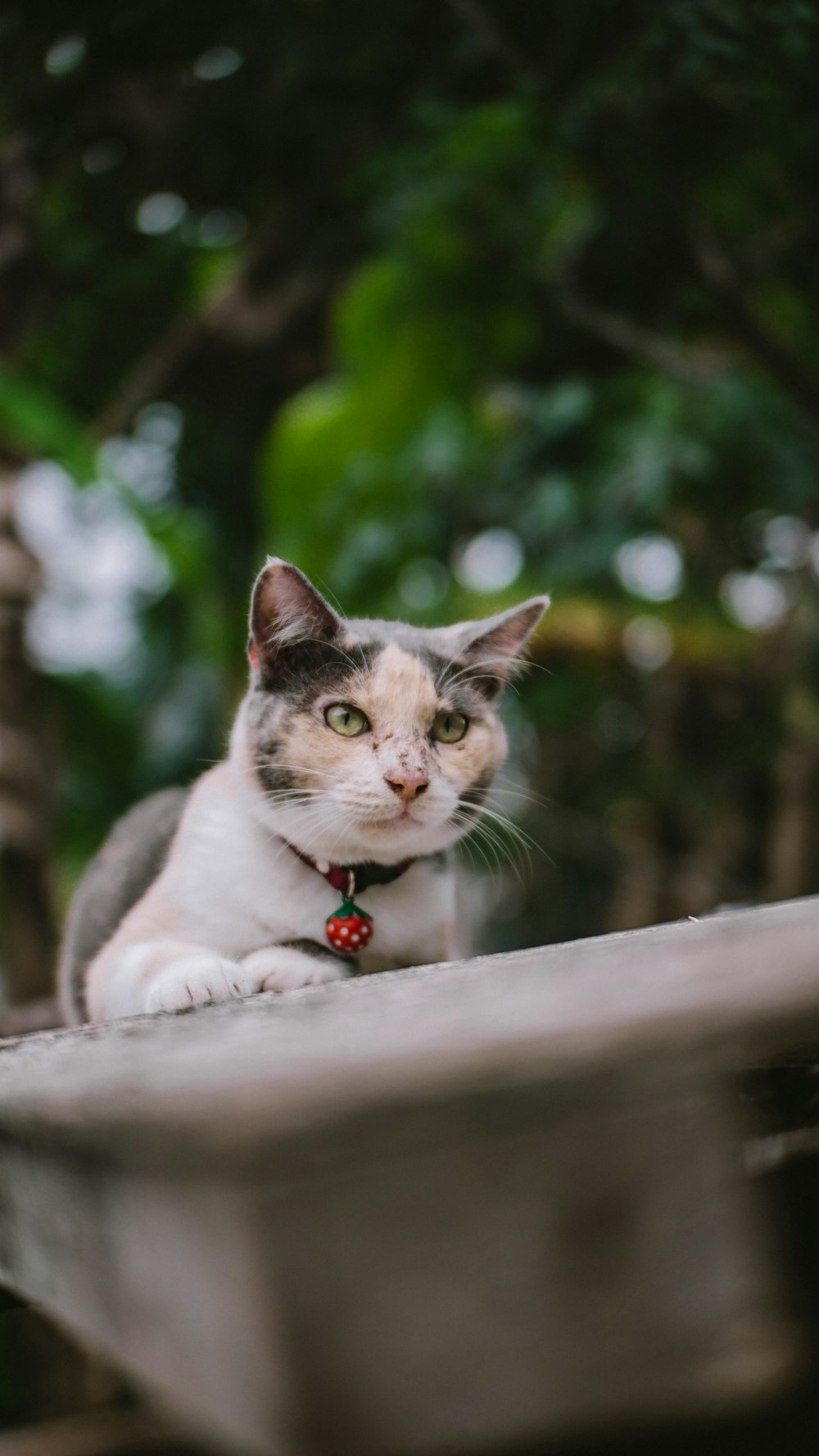 white and grey cat on grey concrete surface