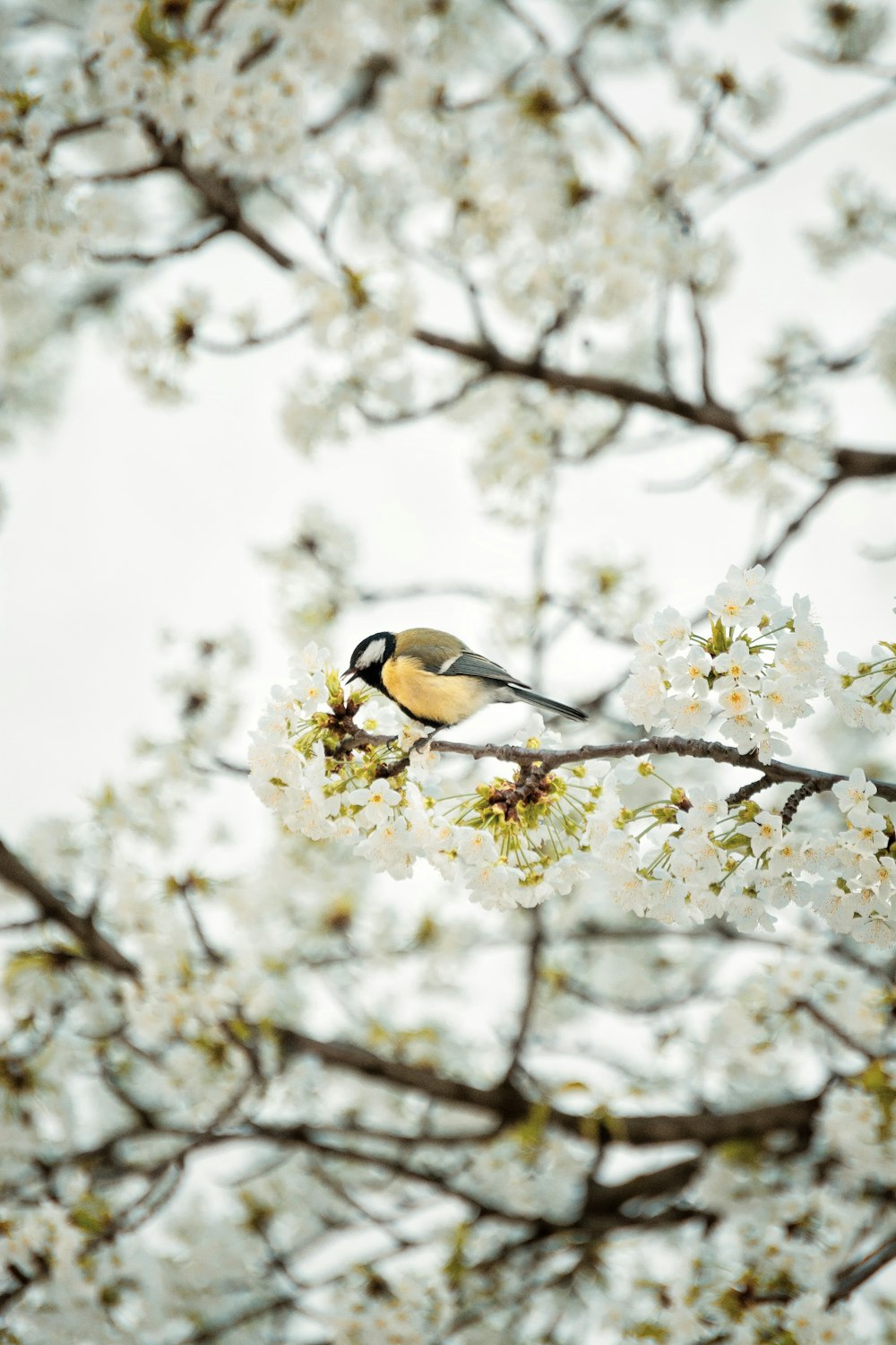 black and white bird on white flower