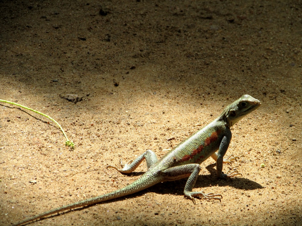 blue and brown lizard on brown soil