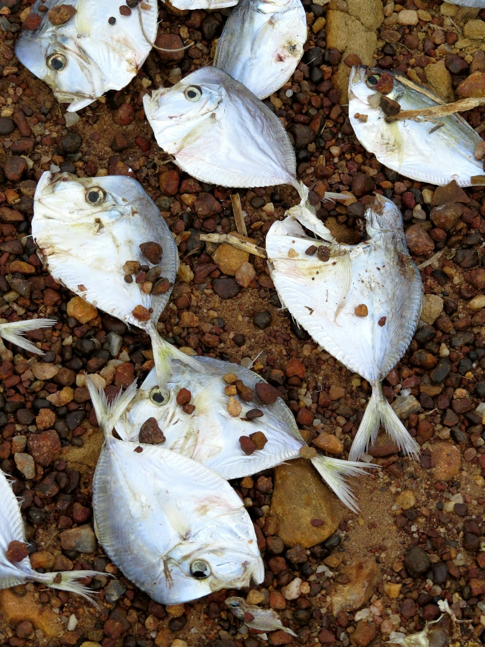 white and brown fish on brown and black stones