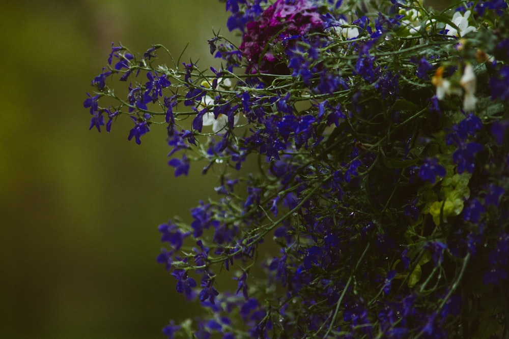 boccioli di fiori verdi e viola