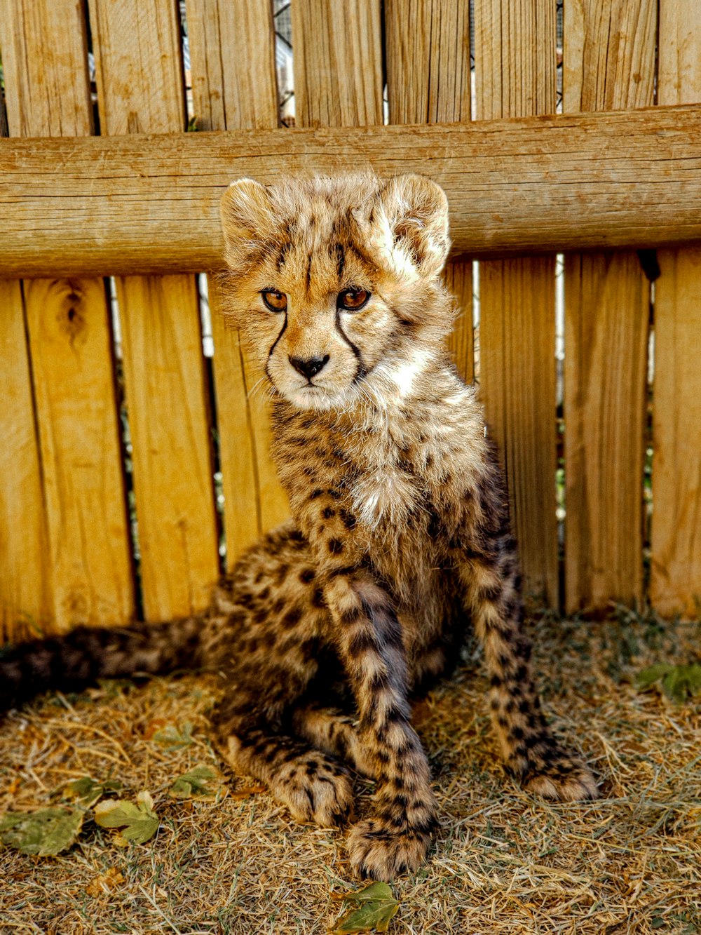 cheetah sitting on brown wooden bench