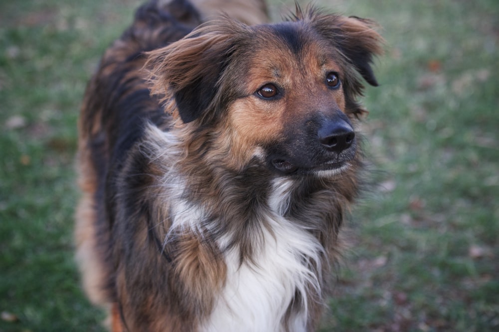 brown white and black long coated dog on green grass during daytime