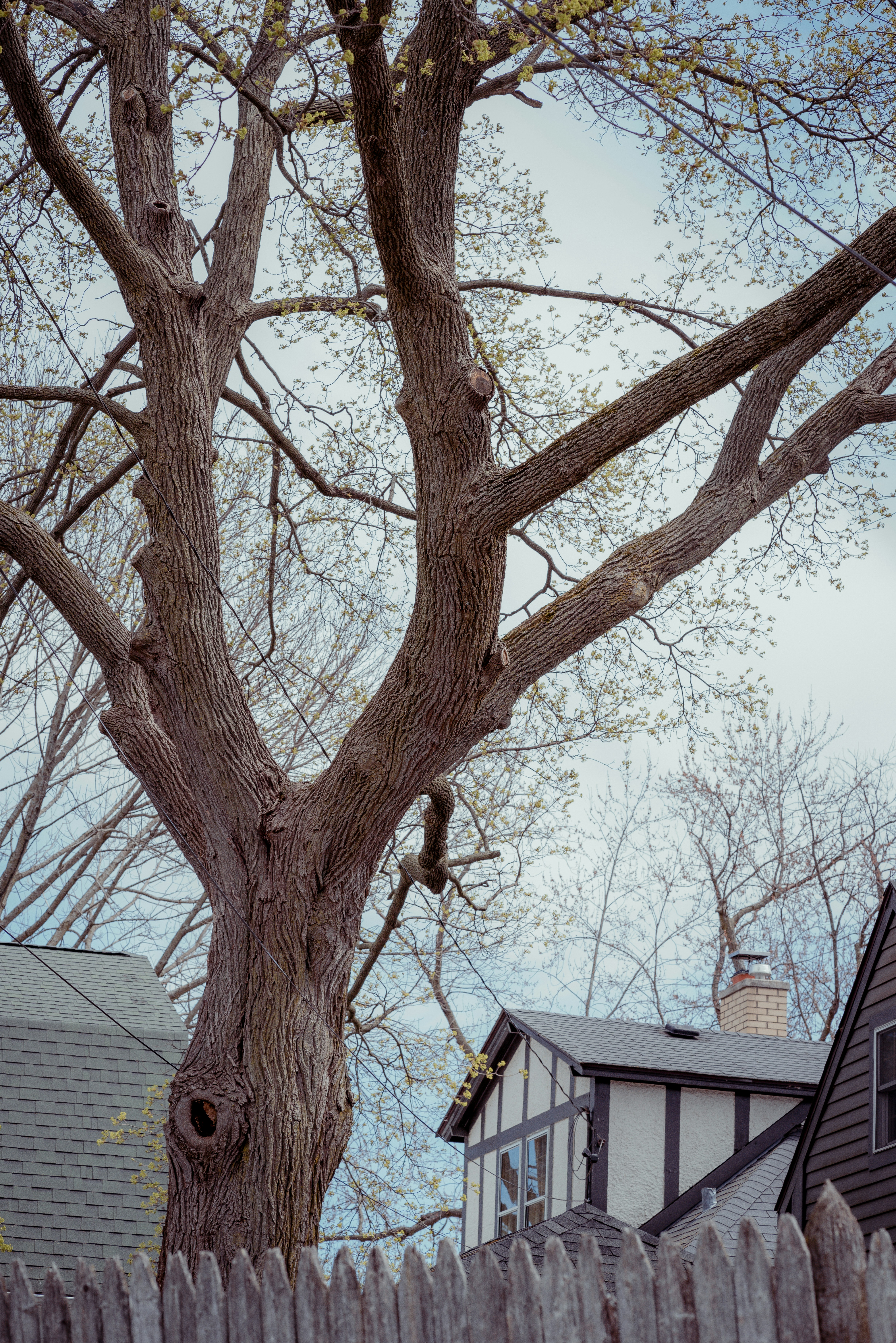 bare tree near white and brown house during daytime