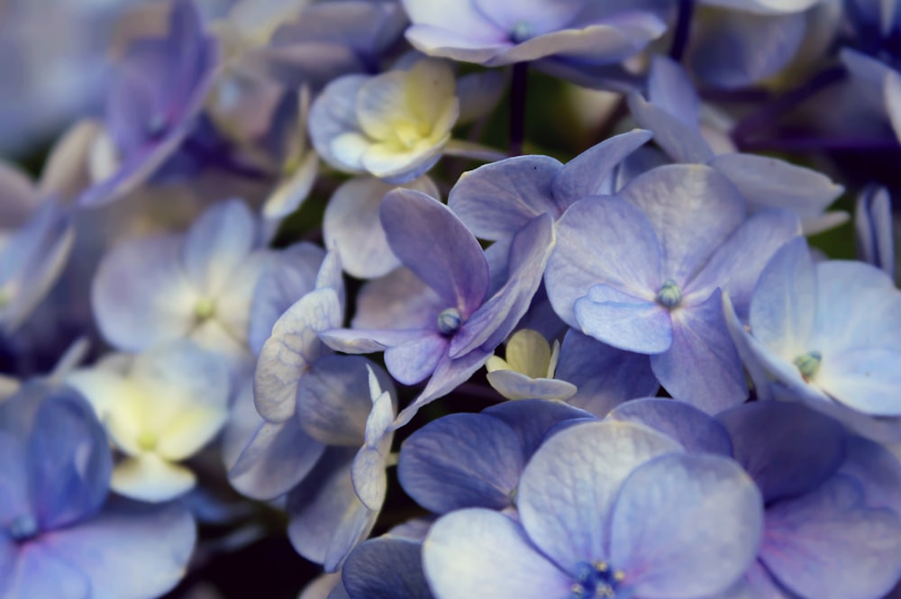 purple and yellow flowers in macro lens