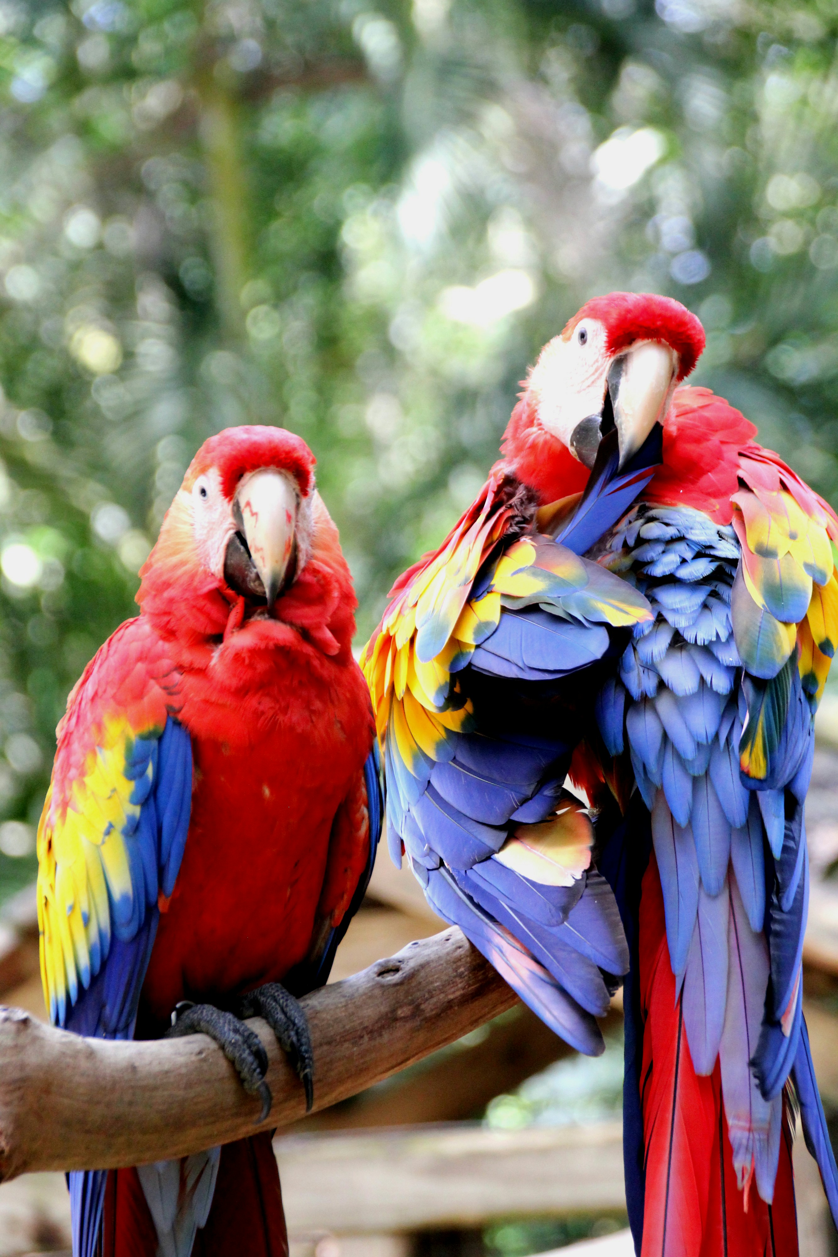 Blue And Yellow Macaw On Brown Tree Branch Photo Free 台湾新竹县北埔乡7鄰绿世界生态农场image On Unsplash