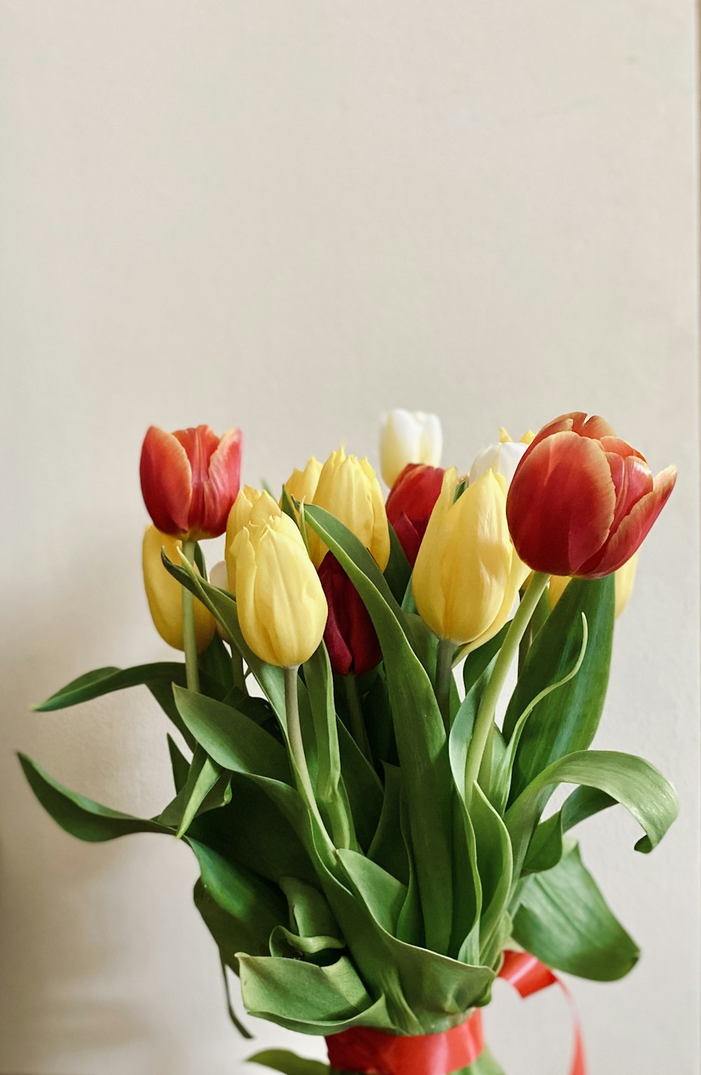 yellow and red tulips in bloom