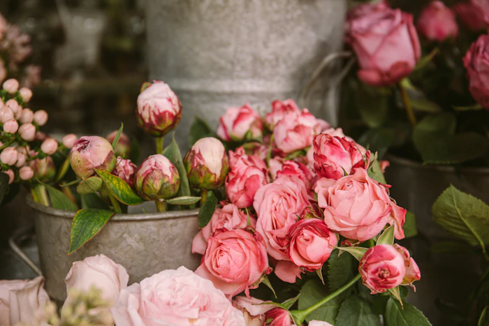 Pink roses growing in a concrete planter