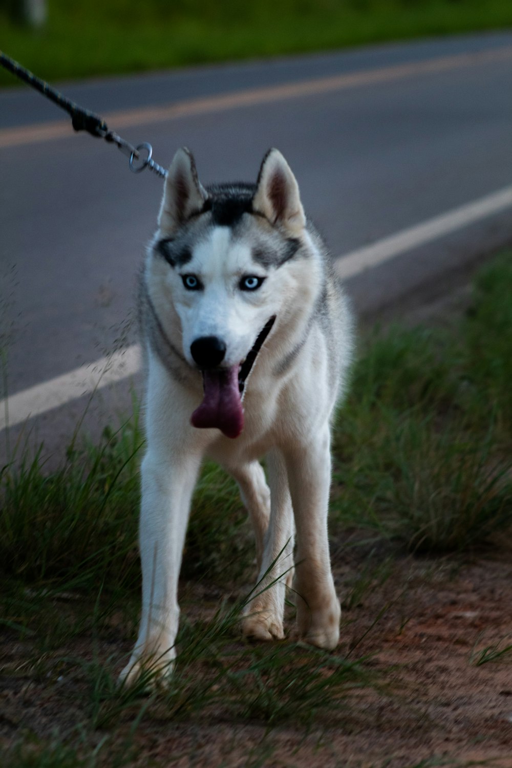 white and black siberian husky on green grass during daytime