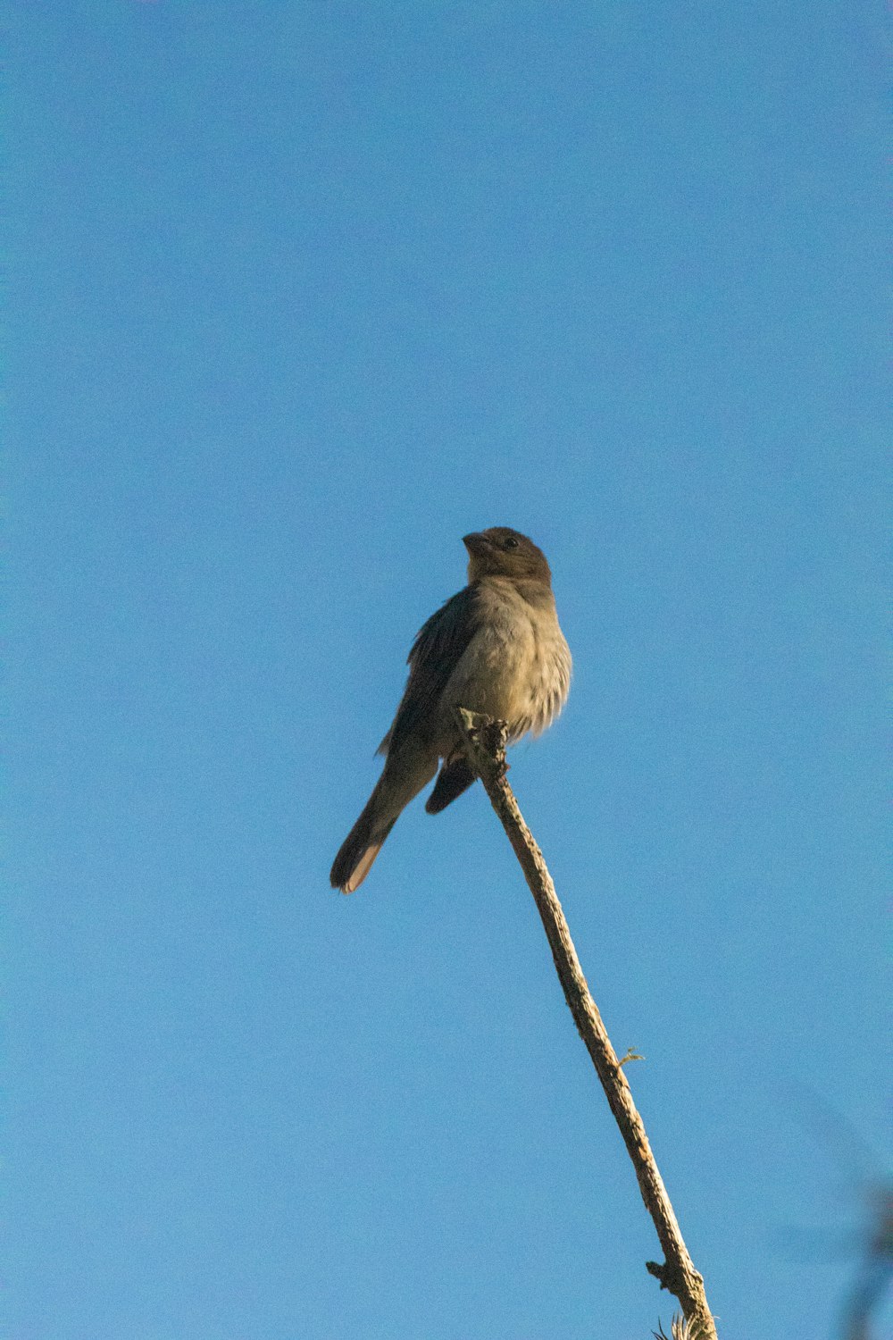 brown bird perched on brown stick during daytime