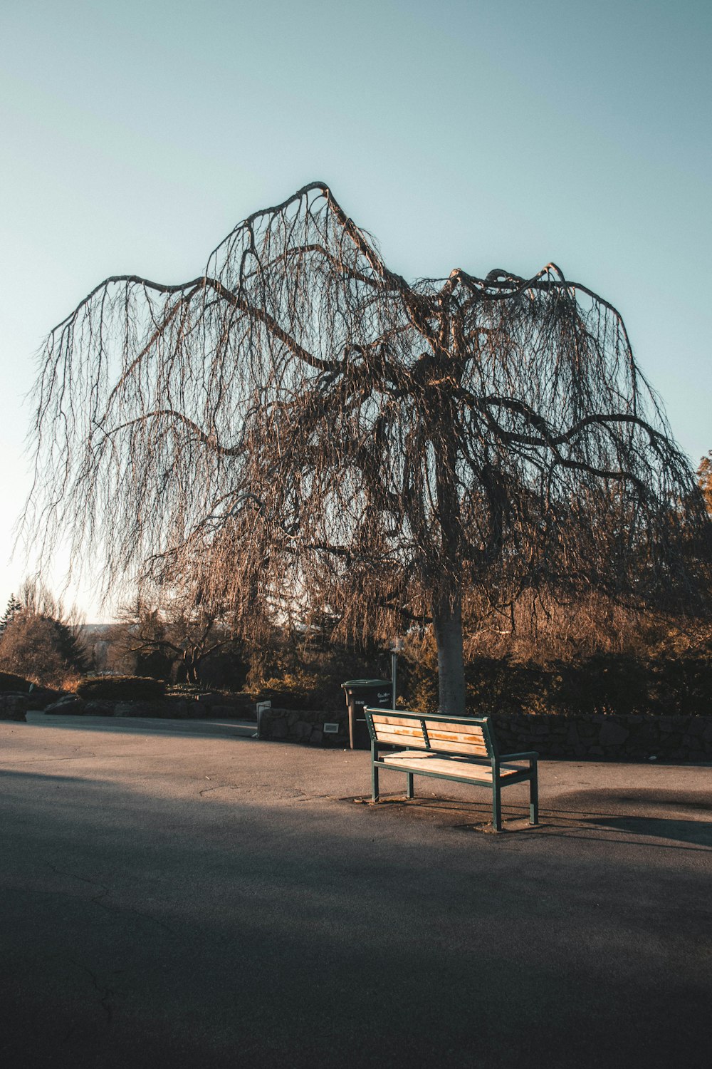 brown wooden bench near bare trees during daytime