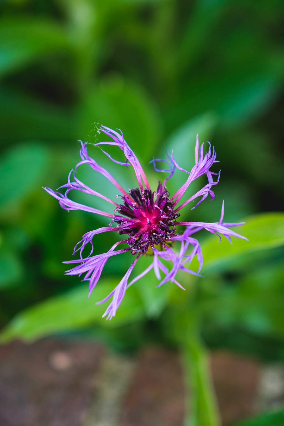 purple flower in tilt shift lens