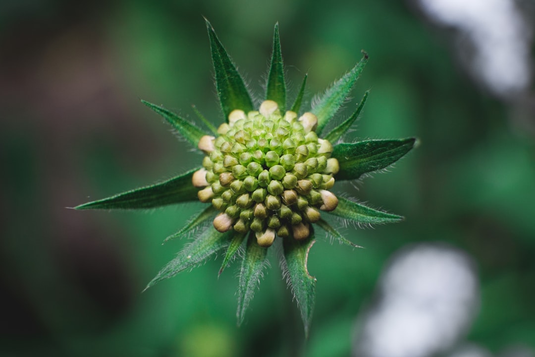 green plant with white flower