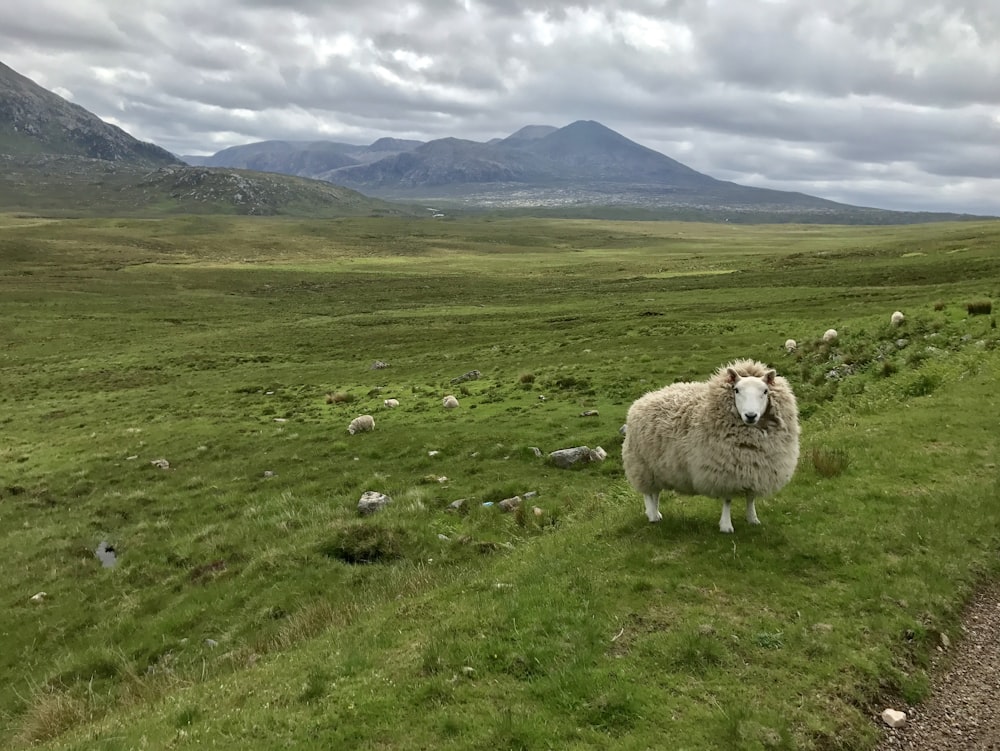 white sheep on green grass field during daytime