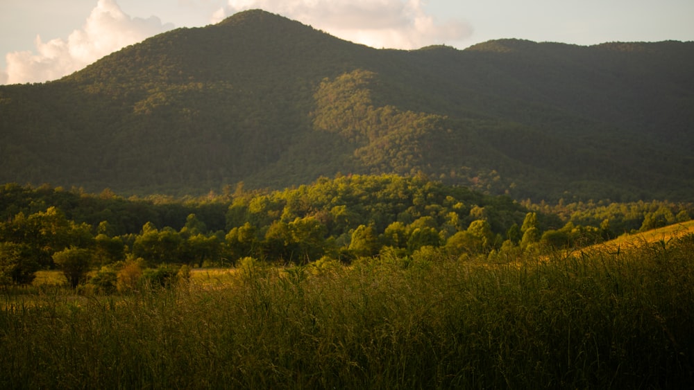 campo di erba verde vicino alla montagna durante il giorno