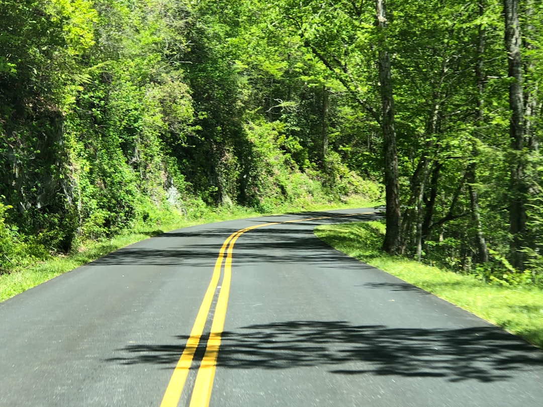 Forest photo spot Great Smoky Mountains National Park Knoxville