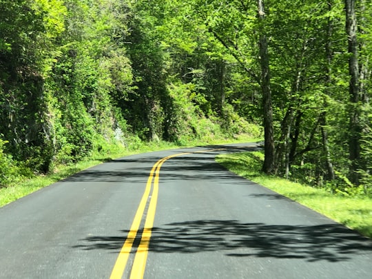 gray concrete road in between green trees during daytime in Great Smoky Mountains National Park United States