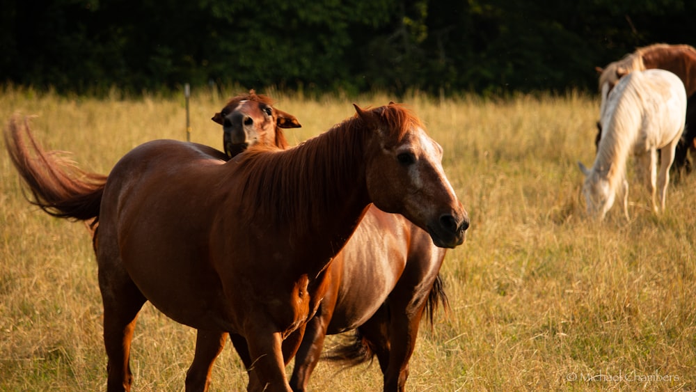 brown horse on green grass field during daytime