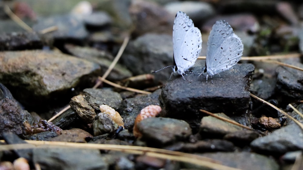 Grauer Schmetterling auf grauen und braunen Steinen