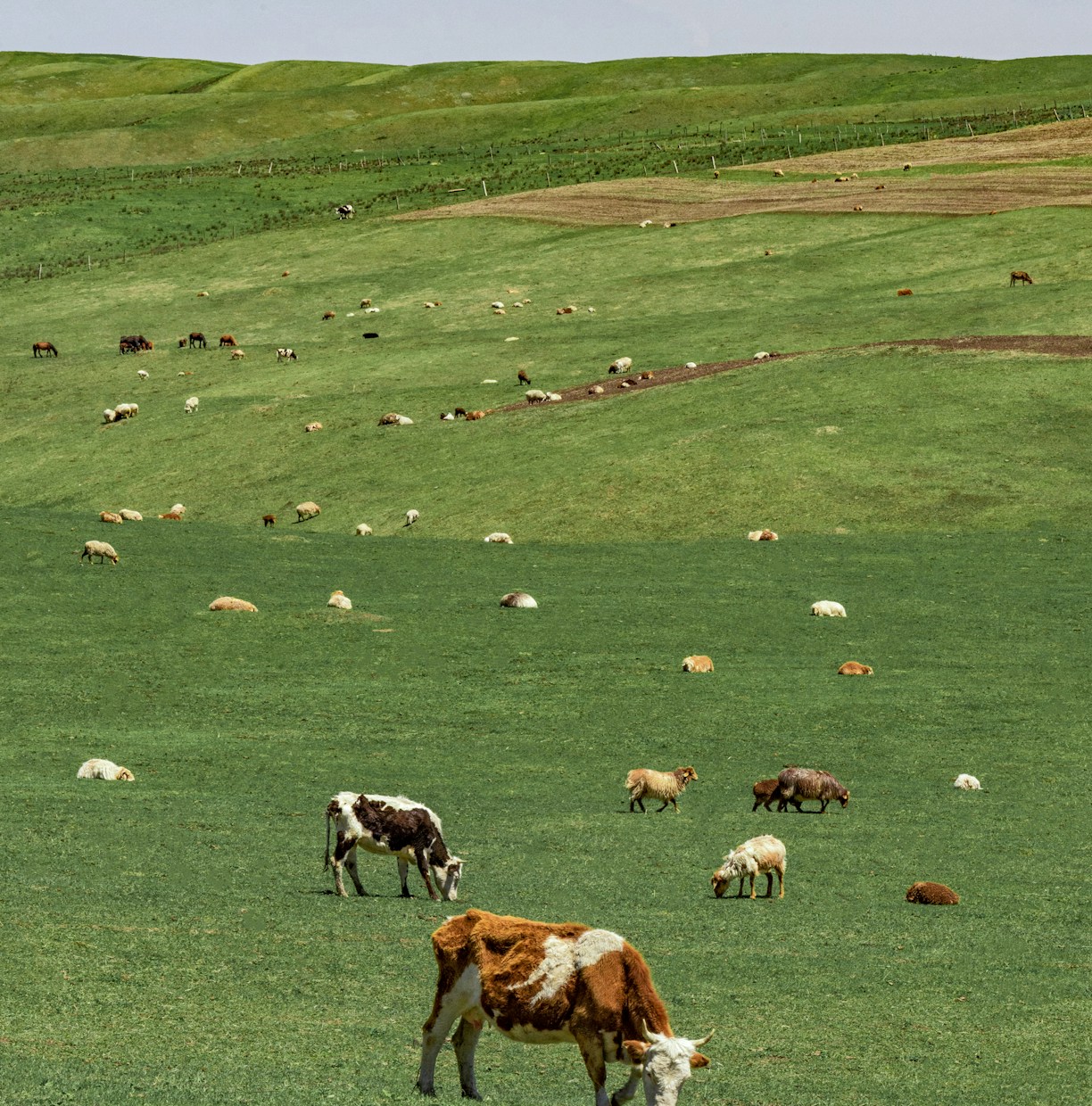 herd of cow on green grass field during daytime