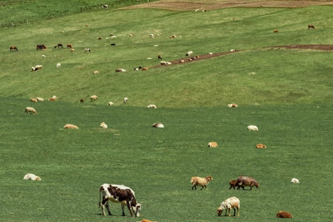 Organic Grass Fed Butter