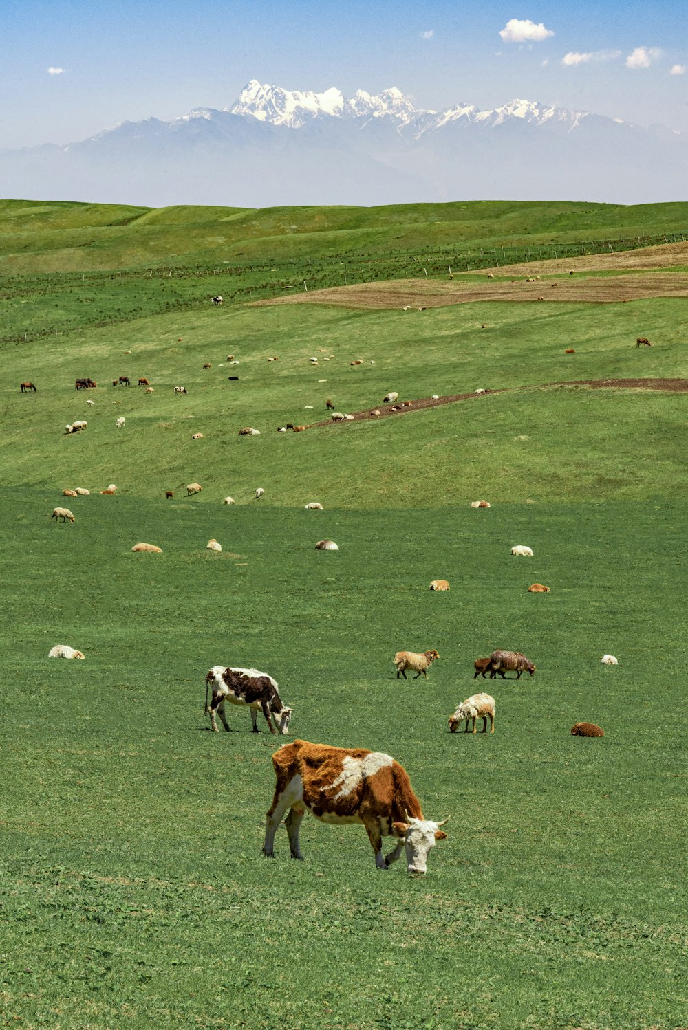 mandria di mucche sul campo di erba verde durante il giorno